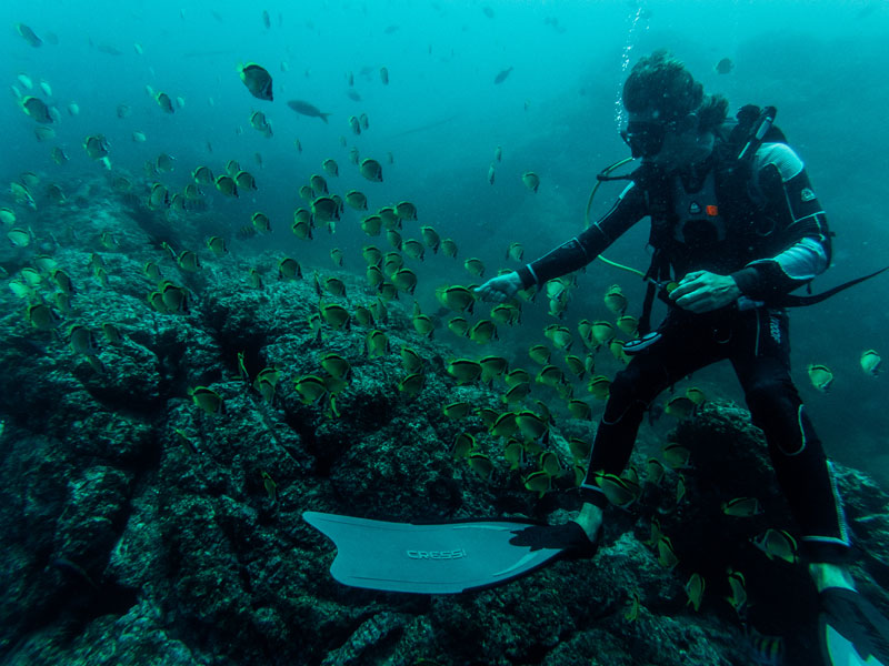 Coral reef fish