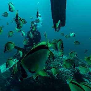 Corals