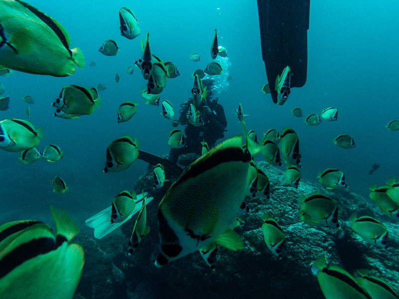 Coral reef