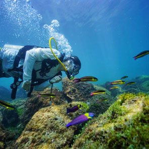 Murcielago Diving