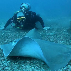 Rays