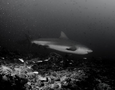 Diving Murcielago Islands