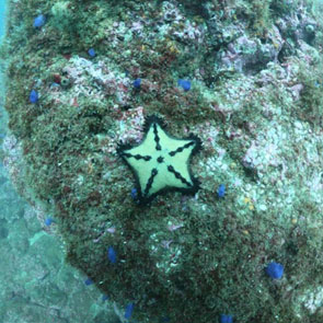Snorkeling