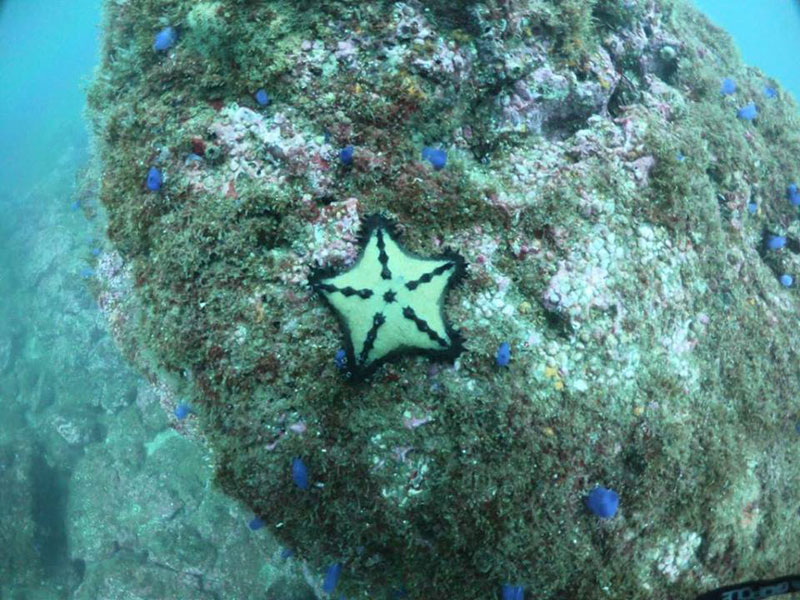 Snorkeling